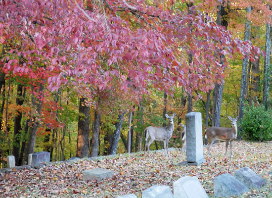 Deer amidst the headstones