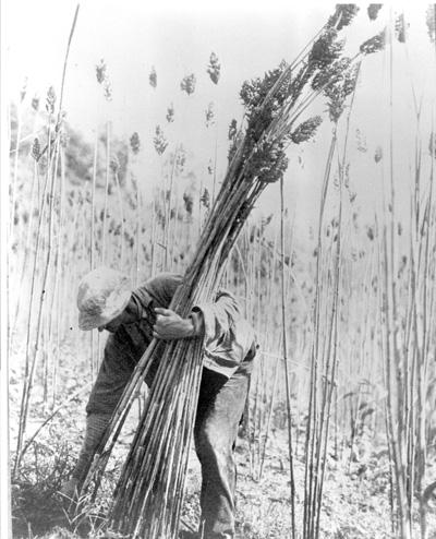 Photography by Morley of a man gleaning wheat