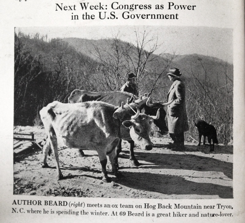 Photo of Beard with oxen on Hog Back Mountain from February 14 1944 Life magazine