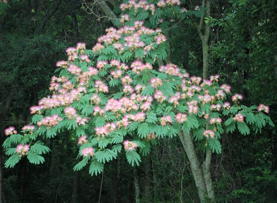 mimosa tree.
