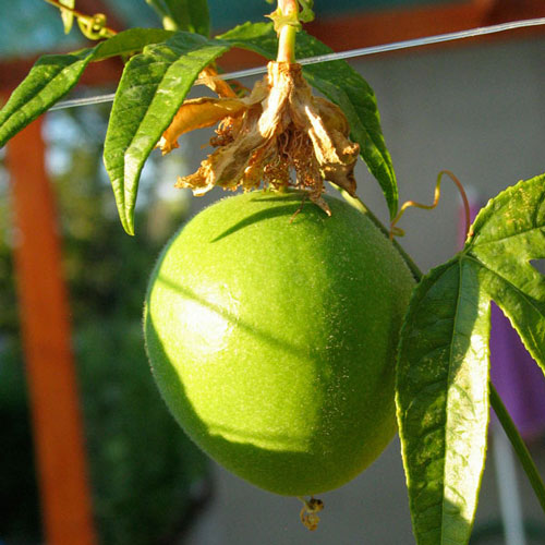 Passiflora Incarnata fruit